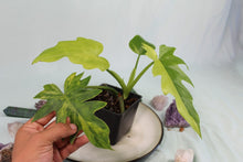 Load image into Gallery viewer, Variegated Philodendron Radiatum Exact Plant Ships nationwide
