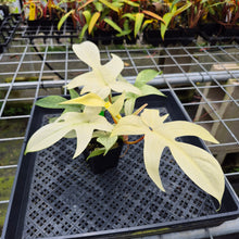 Load image into Gallery viewer, Philodendron Florida Ghost, Exact Plant Ships Nationwide
