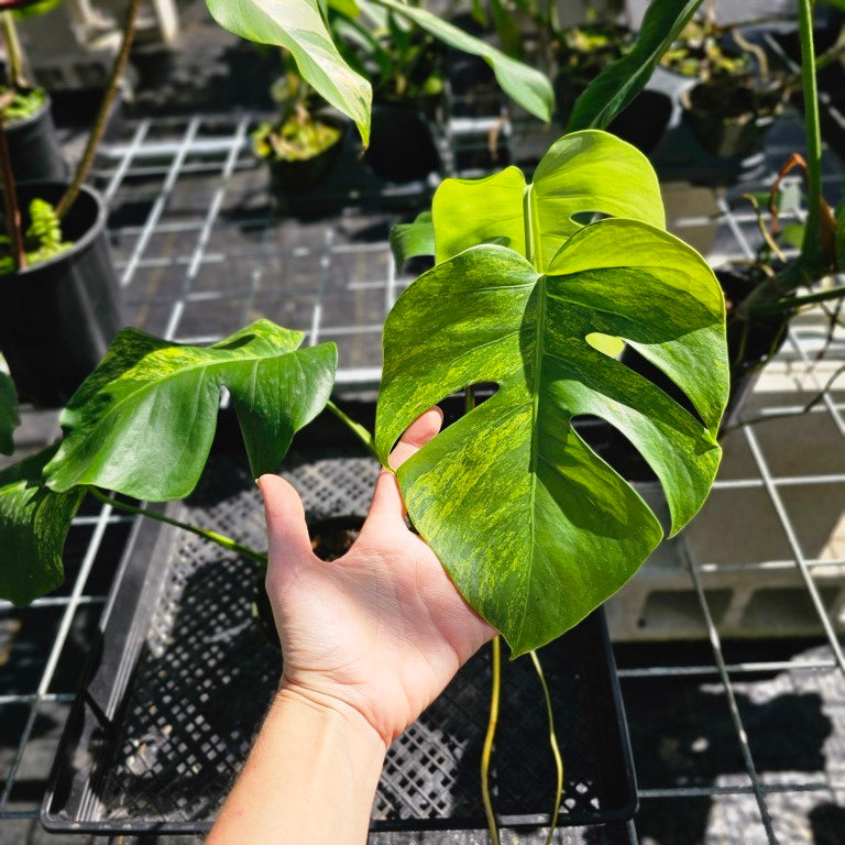 Monstera Borsigiana Aurea, Exact Plant Variegated Ships Nationwide