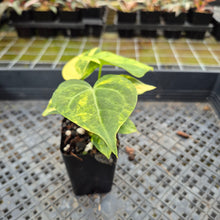 Load image into Gallery viewer, Anthurium Clarinervium Variegated exact plant, Fedex 2day*
