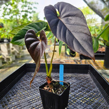 Load image into Gallery viewer, Anthurium Moodeanum, Exact Plant Mutated Leaf!
