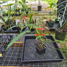 Load image into Gallery viewer, Philodendron Holtonianum, Exact Plant Ships Nationwide
