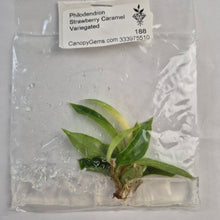 Load image into Gallery viewer, Philodendron Strawberry Caramel Variegated tissue culture 2DayAir
