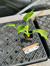 Load image into Gallery viewer, Alocasia Cucullata, Exact Plant Variegated Ships Nationwide
