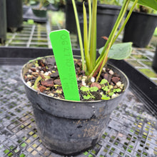 Load image into Gallery viewer, Anthurium Shibori, Exact Plant Variegated
