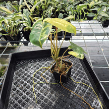 Load image into Gallery viewer, Philodendron Burle Marx Variegated exact plant, Fedex 2day*
