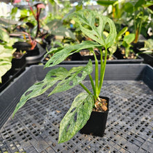 Load image into Gallery viewer, Monstera Adansonii European Mint, Exact Plant Variegated Ships Nationwide
