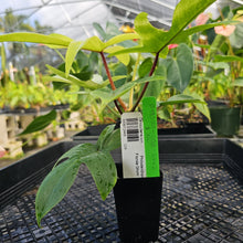 Load image into Gallery viewer, Philodendron Florida Ghost, Exact Plant Ships Nationwide
