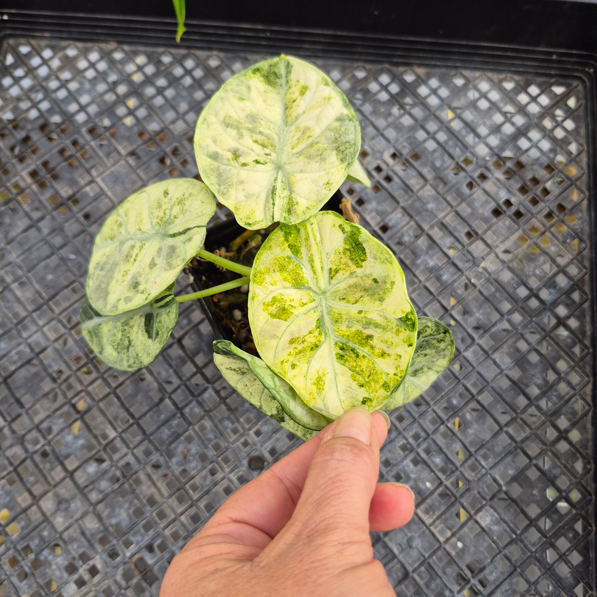 Alocasia Ninja Tricolor, Exact Plant Variegated Ships Nationwide