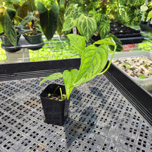 Load image into Gallery viewer, Monstera Acacoyaguensis 2.5" pot, Fedex 2day*
