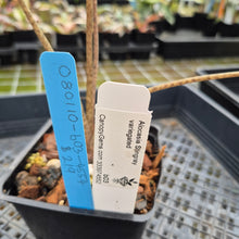 Load image into Gallery viewer, Alocasia Stingray aurea variegated exact plant, Fedex 2day*
