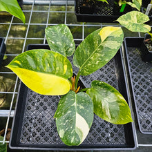 Load image into Gallery viewer, Philodendron Green Congo Nuclear, Exact Plant Variegated
