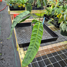 Load image into Gallery viewer, Philodendron Patriciae, Exact Plant Ships Nationwide
