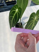 Load image into Gallery viewer, Anthurium Warocqueanum, Queen, Exact Plant Ships Nationwide
