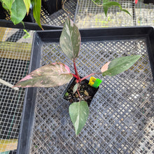 Load image into Gallery viewer, Philodendron Pink Princess Galaxy, Exact Plant Variegated Ships Nationwide

