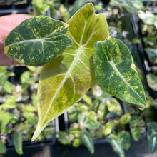 Load image into Gallery viewer, Alocasia Longiloba Grandis Aurea Variegated 2.5" pot, Fedex 2day*
