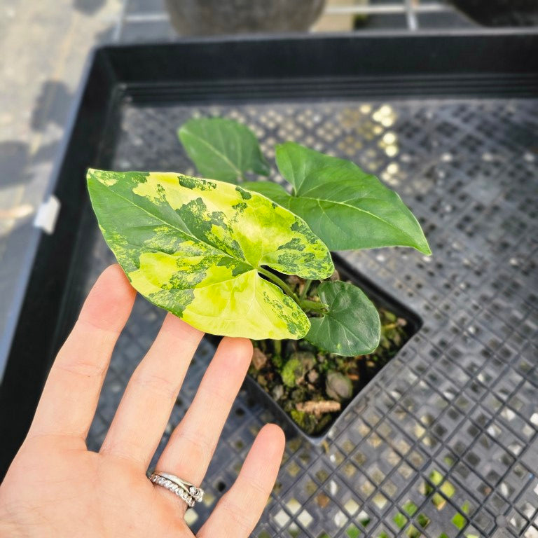Syngonium Aurea, Exact Plant Variegated Ships Nationwide