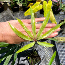 Load image into Gallery viewer, Anthurium Polydactylum, Exact Plant Ships Nationwide
