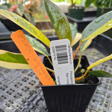 Load image into Gallery viewer, Philodendron Red Congo, Exact Plant Variegated Ships Nationwide
