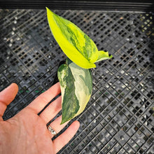 Load image into Gallery viewer, Scindapsus Jade Satin Aurea, Exact Plant Variegated Ships Nationwide
