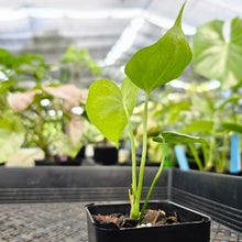 Load image into Gallery viewer, Anthurium Macrolobium, Exact Plant Ships Nationwide
