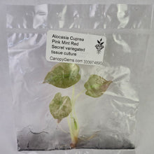 Load image into Gallery viewer, Alocasia Cuprea Pink Mint Red Secret variegated tissue culture 2DayAir
