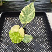 Load image into Gallery viewer, Monstera Deliciosa Green Snow variegated exact plant, Fedex 2day*
