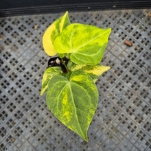 Load image into Gallery viewer, Anthurium Clarinervium Variegated exact plant, Fedex 2day*
