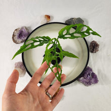 Load image into Gallery viewer, Monstera Obliqua Peru 2.5&quot; Pot, Fedex 2 day*
