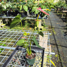 Load image into Gallery viewer, Anthurium Shibori, Exact Plant Variegated
