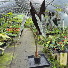 Load image into Gallery viewer, Alocasia Longiloba, Denudata exact plant, Fedex 2day*
