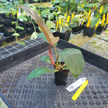 Load image into Gallery viewer, Philodendron Florida Bronze, Exact Plant Ships Nationwide
