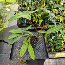 Load image into Gallery viewer, Philodendron Mexicanum, Exact Plant 5.5&#39;&#39; pot Ships Nationwide
