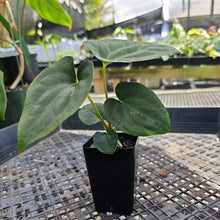 Load image into Gallery viewer, Anthurium Papillilaminum Fort Sherman X ( FS X Ralph Lynam), Exact Plant Ships Nationwide
