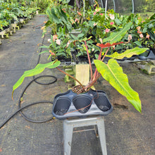Load image into Gallery viewer, Philodendron Orange Marmalade, Exact Plant Ships Nationwide
