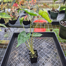 Load image into Gallery viewer, Alocasia Macrorrhiza Schock Treatment, Exact Plant Variegated Ships Nationwide
