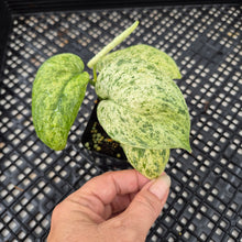 Load image into Gallery viewer, Scindapsus Jade Satin Marble Queen Variegated exact plant, Fedex 2day*
