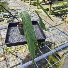 Load image into Gallery viewer, Anthurium Spectabile, Exact Plant
