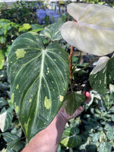 Load image into Gallery viewer, Philodendron Gloriosum variegated type 2, 4" pot, Fedex 2day*
