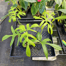 Load image into Gallery viewer, Philodendron Quercifolium, Exact Plant Ships Nationwide
