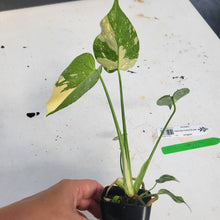 Load image into Gallery viewer, Monstera Deliciosa Creme Brulee, Exact Plant Variegated Ships Nationwide
