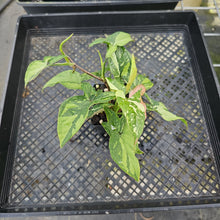 Load image into Gallery viewer, Syngonium Red Spot Tricolor, Exact Plant Variegated Ships Nationwide
