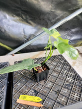 Load image into Gallery viewer, Philodendron Bipennifolium, Exact Plant Variegated Ships Nationwide
