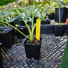 Load image into Gallery viewer, Alocasia Frydek, Exact Plant Variegated
