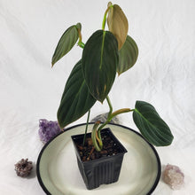 Load image into Gallery viewer, Philodendron Gigas, Exact Plant Ships Nationwide
