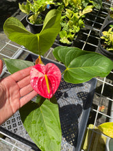 Load image into Gallery viewer, Anthurium Shibori, Exact Plant Variegated
