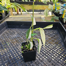 Load image into Gallery viewer, Scindapsus Blue Albo, Exact Plant Variegated Ships Nationwide
