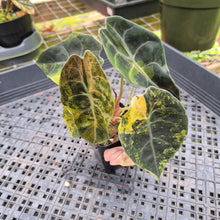 Load image into Gallery viewer, Alocasia Sedenii Aurea Variegated, Exact Plant Ships Nationwide
