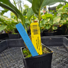 Load image into Gallery viewer, Anthurium Scherzerianum &quot;Pig Tail&quot; Speckled, Exact Plant
