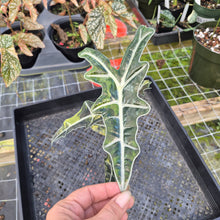 Load image into Gallery viewer, Alocasia sanderiana 'Nobilis' Aurea, Exact Plant Ships Nationwide
